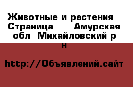  Животные и растения - Страница 26 . Амурская обл.,Михайловский р-н